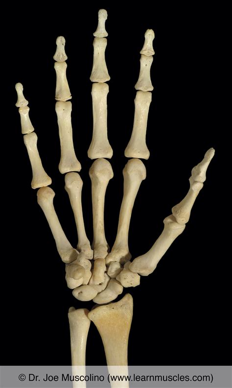 hand bone anatomy mnemonic