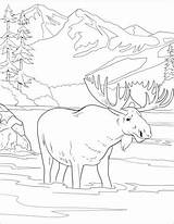 Moose Alce National Parques Yellowstone Supercoloring Denali Categorie sketch template