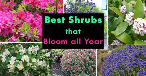 shrubs  bloom  year year  shrubs   season