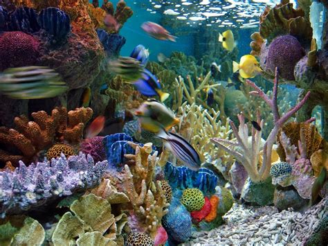 pemandangan eksotik  akuarium air laut akuarium ikan hias