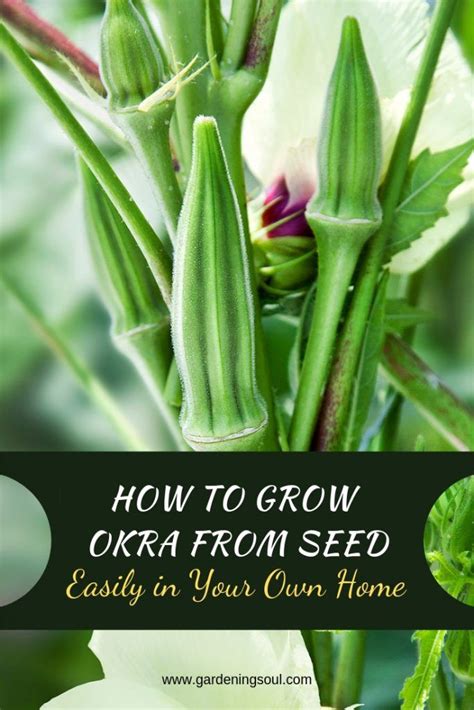 grow okra  seed easily    home okra okra seeds