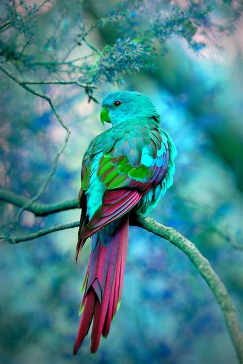 images  colorful birds  pinterest feathers colourful birds  tiger stripes