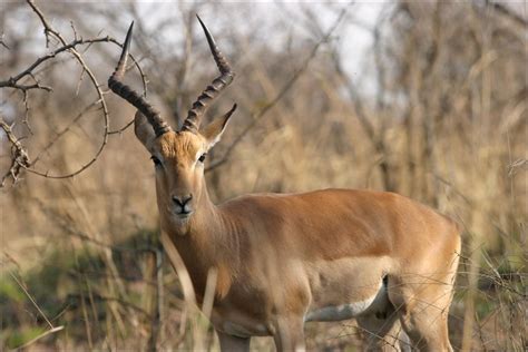 antelope  life  animals