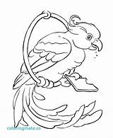 Coloring Parrot Pages Outline Bird Drawing Adults King Printable Getdrawings Getcolorings Print Adult Books Colouring Designlooter Popular Color Choose Board sketch template