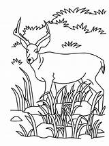 Coloring Pages Grassland Antelope Animals Drawing Population Printable Clipart Colouring Savanna Grasslands Print Color Getdrawings Popular African Getcolorings Coloringbay Kids sketch template