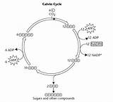 Reactions Cycle Calvin Sketchite sketch template