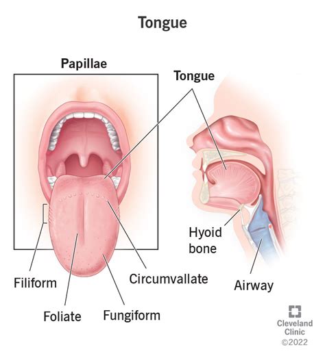 tongue definition location anatomy function