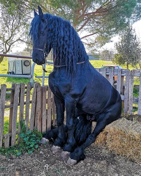 friesian horse friesian horse horses black horses