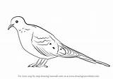 Dove Draw Mourning Drawing Step Birds Tutorials Drawingtutorials101 Animals sketch template