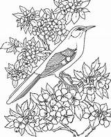 Coloring Mockingbird sketch template