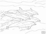 Bottlenose Coloring Dolphins Dolphin Pages School Drawing Colouring Printable Escaping Together Getdrawings Mammals Categories Cute sketch template
