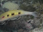 Afbeeldingsresultaten voor "pseudupeneus Maculatus". Grootte: 140 x 107. Bron: reeflifesurvey.com