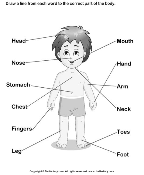 coloring pages  body parts  preschoolers   coloring