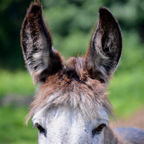 donkey ears  inn  east hill farm