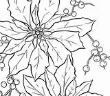 Poinsettia Coloring Fruit National Bit Outline Drawing Kids Getdrawings Color Sky sketch template