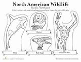 Pacific Northwest Animals Coloring Animal Worksheets Worksheet Visit North America Preschool Kids sketch template