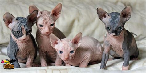 Buy Sphynx Kitten Online Sphinx Kitten For Sale Exotic