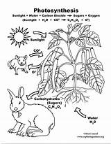 Photosynthesis Coloring Pages Science Carbon Color Cycle Model Grade Life Poster Worksheets 2d Drawing Printable Exploringnature Pdf 8th Getcolorings Getdrawings sketch template