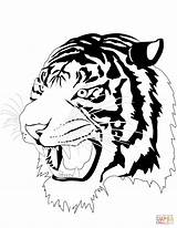 Tiger Coloring Pages Head Drawing Printable Face Outline Tigers Public Colorings Tags Domain sketch template