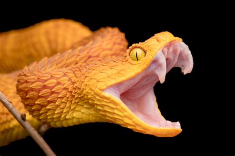 scientists discover  secrets  snake fangs earthcom