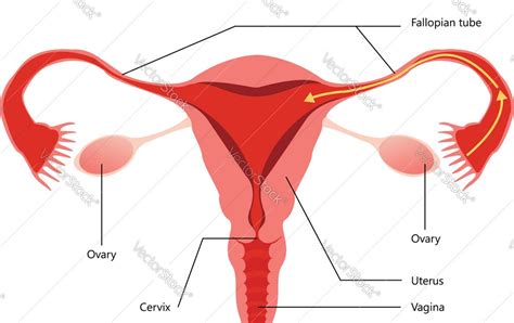 Diagram Reproductive System Female Aflam Neeeak