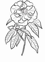 Coloring Camellia Reticulata Pages Printable Categories Drawing Supercoloring sketch template