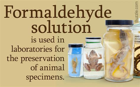 formaldehyde  food preservatives food ideas