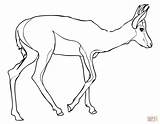 Springbok Coloring Pages Gazelle Drawing Printable South Color Africa Thomson Supercoloring Print Getdrawings sketch template