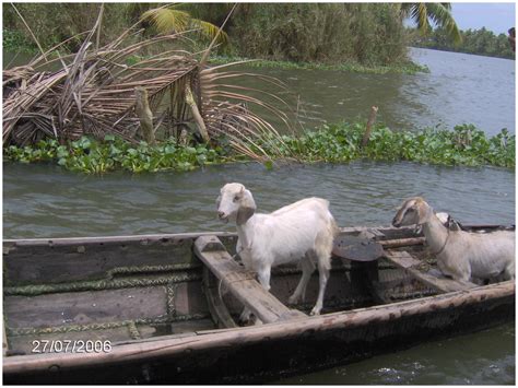 goat   boat  photo  flickriver