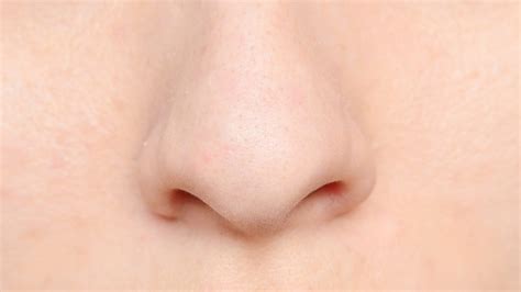 human nose  sense  basic smells