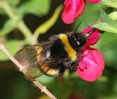 evolution  bumblebee wings  flight   bumblebee