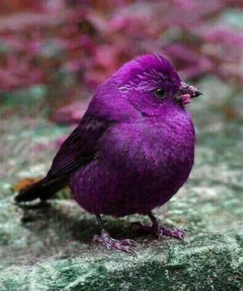 amazing purple bird beautiful styles time beautiful birds pretty