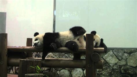 Giant Panda Twin Cubs Kaihin And Youhin Of 2011 August At