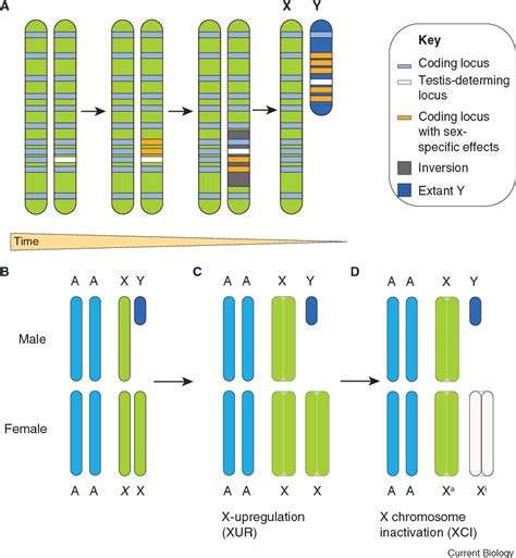 sex chromosome effects on male female differences in mammals semantic