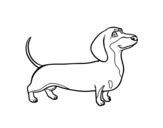 sausage dog coloring page coloringcrewcom