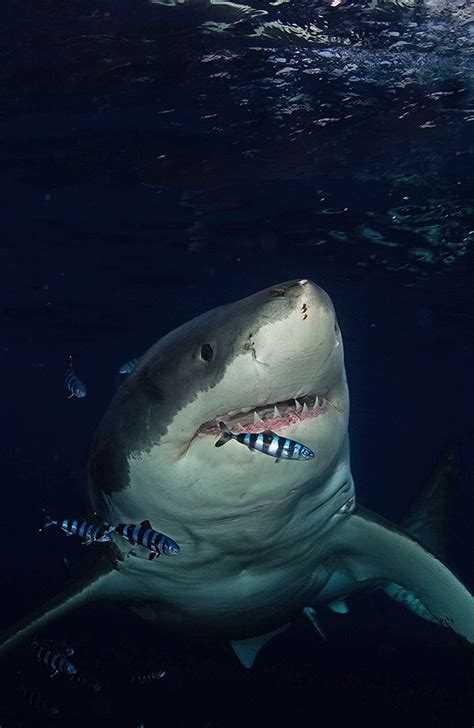 shark week air jaws night stalker preview ewcom