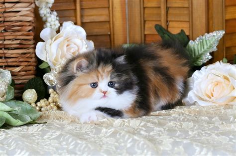 calico kittenspre loved persian kittens  sale