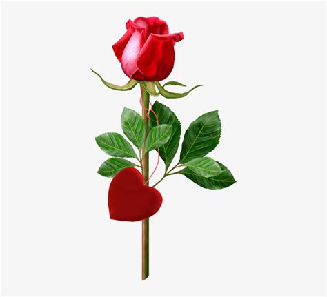 beautiful single rose red happy anniversary  rose  png  pngkit