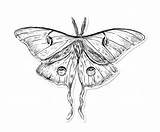 Moth Luna Drawing Getdrawings sketch template