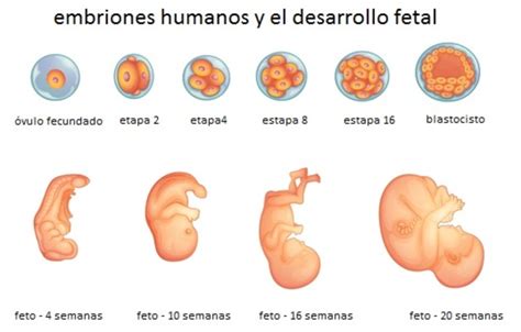 etapas del desarrollo humano timeline timetoast timelines