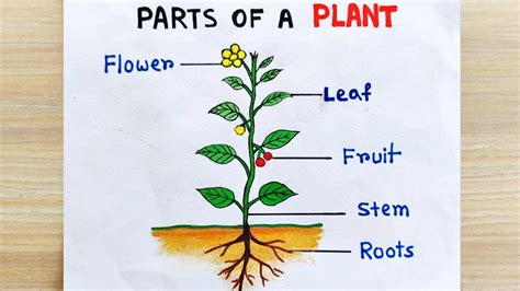 draw parts  plant idea parts   plant drawing easy parts  plant labelled