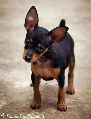 min pin puppy miniature pinscher puppy miniature pinscher dog cute dogs