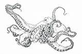 Octopus Getdrawings sketch template