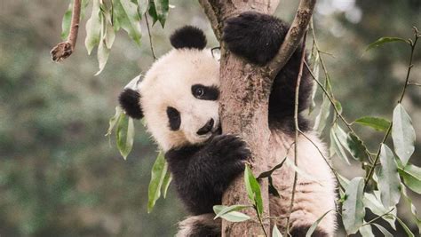 Pandas Habitat Shrinking Which Could Mean Trouble For Their Sex Lives