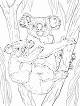 Koala Coloring Baby Pages Koalas Printable Animals Colouring Crafts Bear Supercoloring Drawing Mammals Choose Board sketch template