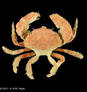 Afbeeldingsresultaten voor "actumnus Intermedius". Grootte: 176 x 185. Bron: www.crustaceology.com