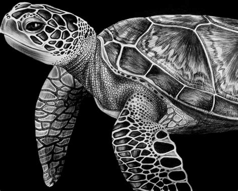 image result    draw  realistic sea turtle sea turtle