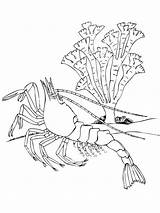 Shrimp Gambero Crustacean Ausmalbilder Garnele Ausmalbild Gamberi Krustentier Decapod Freshwater Pagine Alto Designlooter Crostacei Printmania Kategorien sketch template