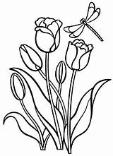 Coloring Tulips Pages sketch template
