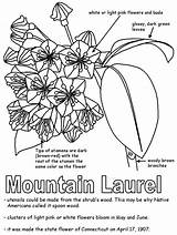 Laurel Mountain Coloring Pennsylvania Flower Connecticut Symbols Sketch Penn State William Geography Pages Pa States Template Lapbook United Go History sketch template